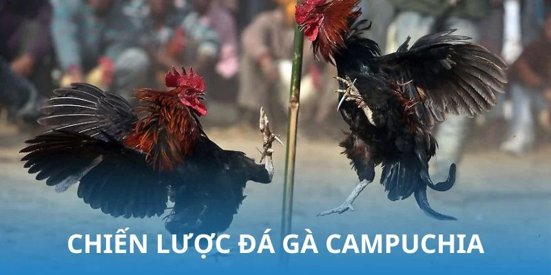 Kế sách đá gà Campuchia cực hay