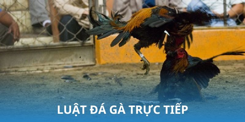 Tìm hiểu chi tiết luật đá gà trực tiếp