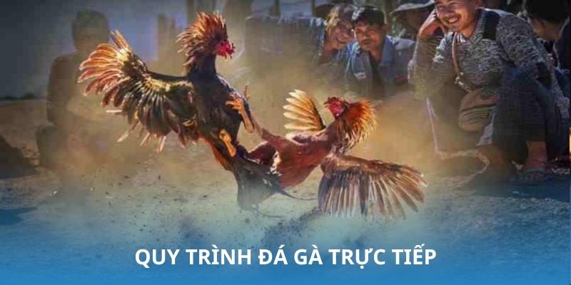 Cách tổ chức đá gà trực tiếp